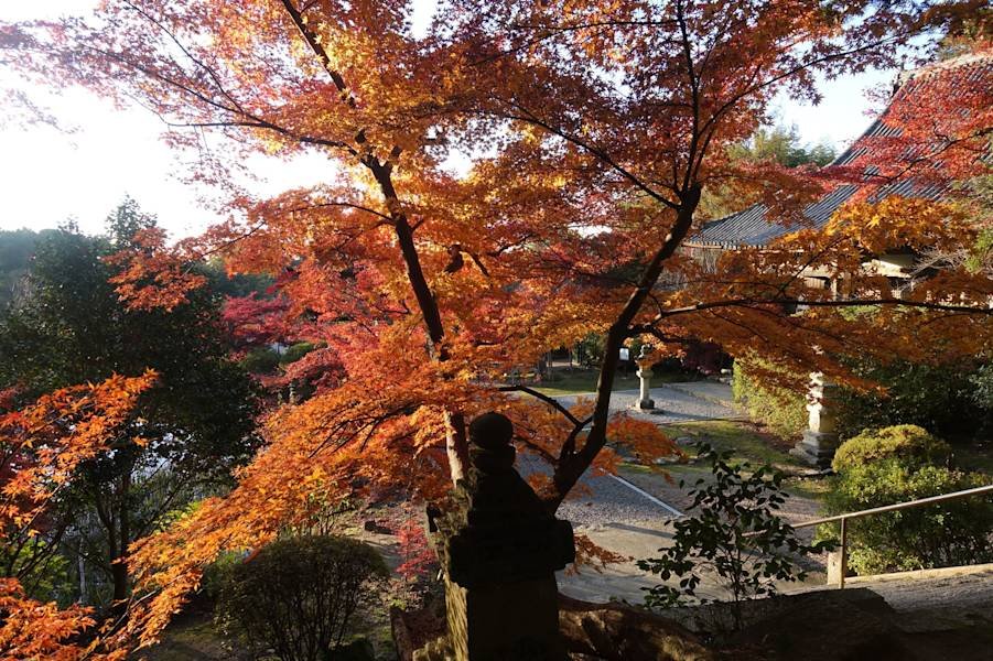 🌸 조가쿠지 (長岳寺) 이미지 8